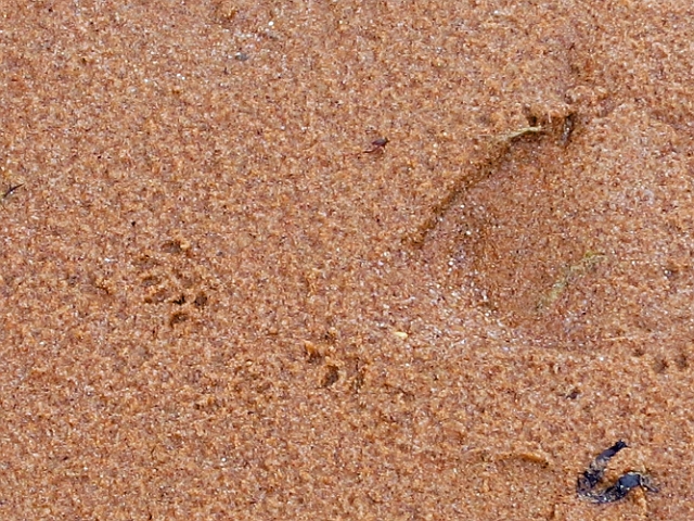 16 07 15_6032_edited-1.jpg - TRACKS IN THE SAND - (RED SQUIRRELS?) - BROWNSEA ISLAND, POOLE HARBOUR, DORSET - 16.7.15